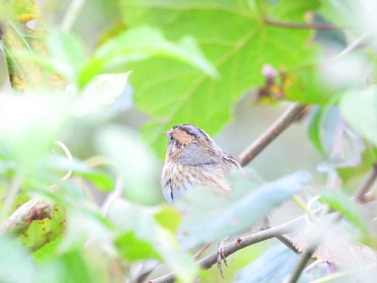 Nelson's Sparrow - ML118835641