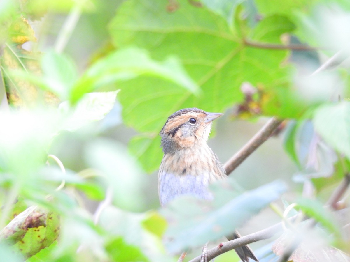 Nelson's Sparrow - Valerie Wininger