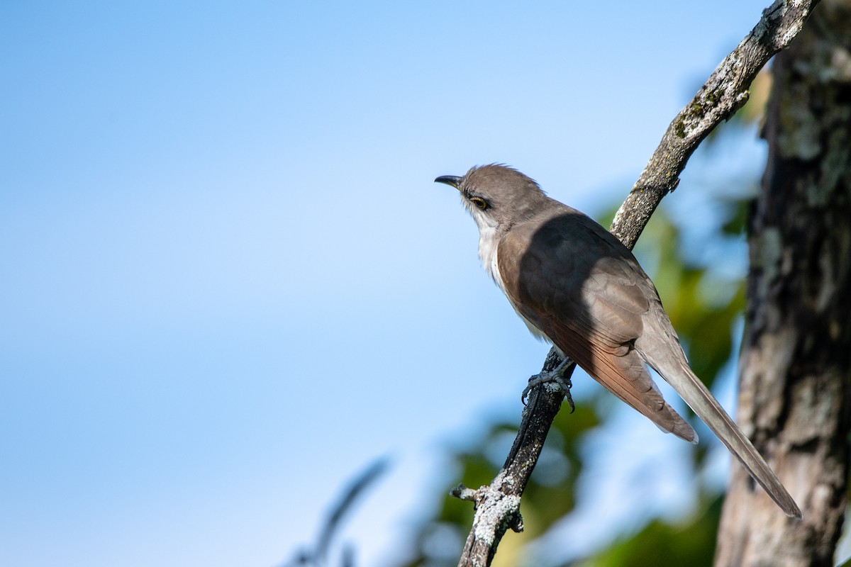 Yellow-billed Cuckoo - ML118836191