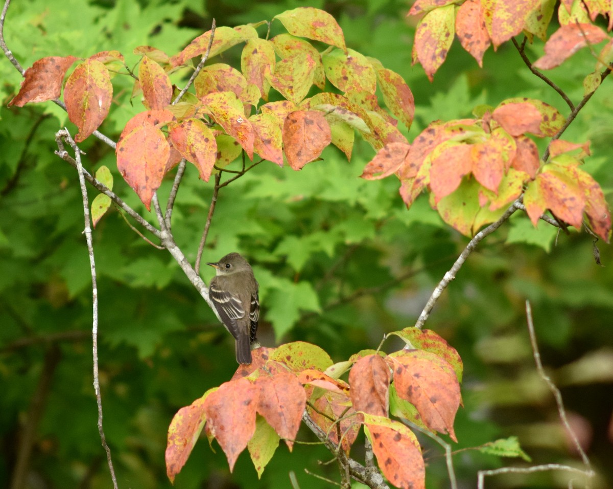 Eastern Phoebe - ML118837431