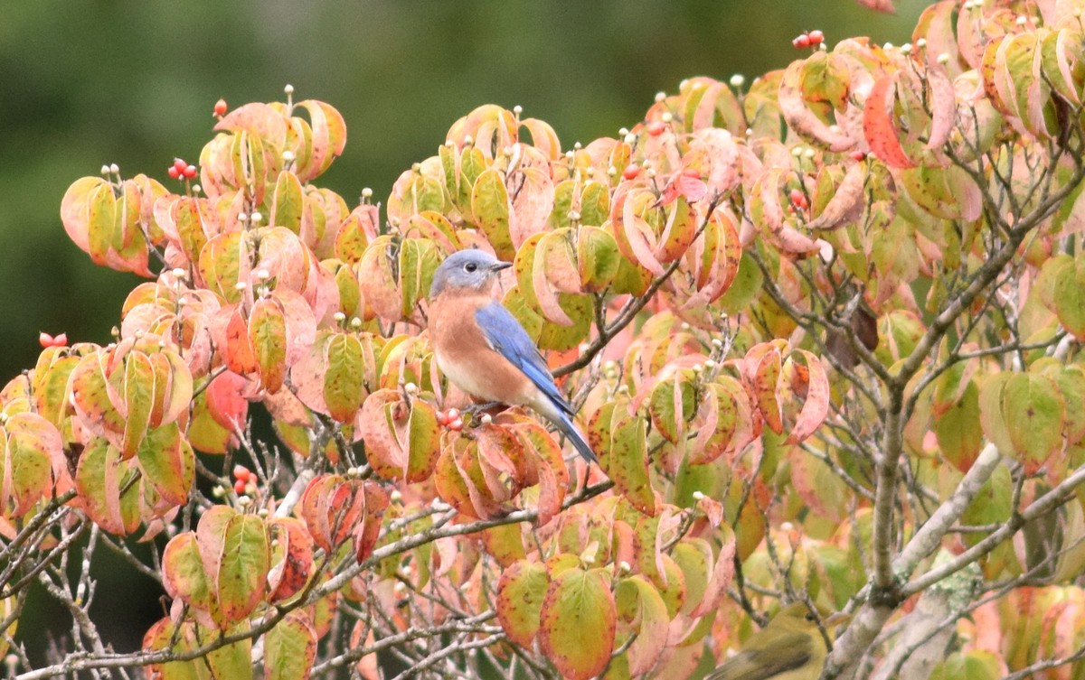 Eastern Bluebird - ML118837461