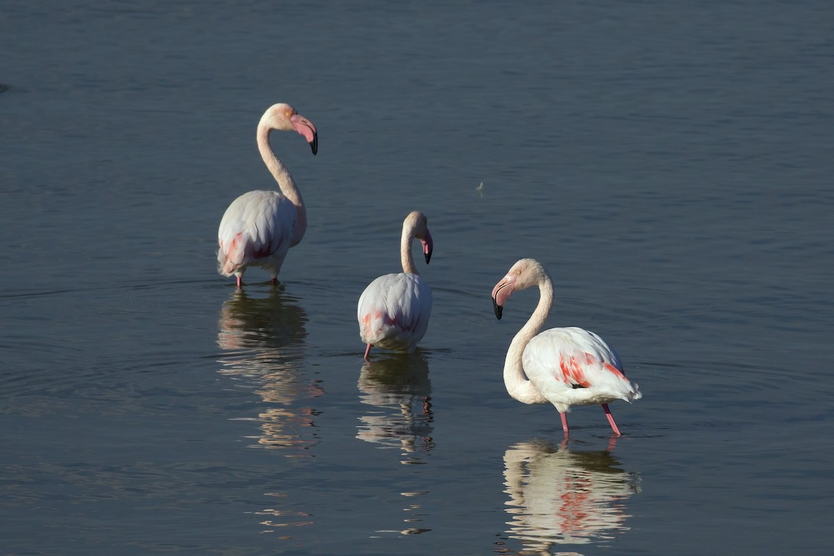 Flamant rose - ML118837581