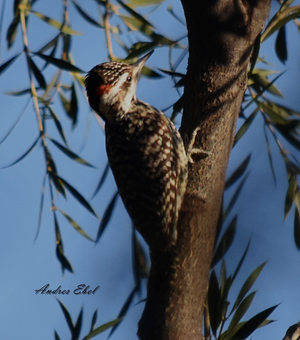 Checkered Woodpecker - ML118839441
