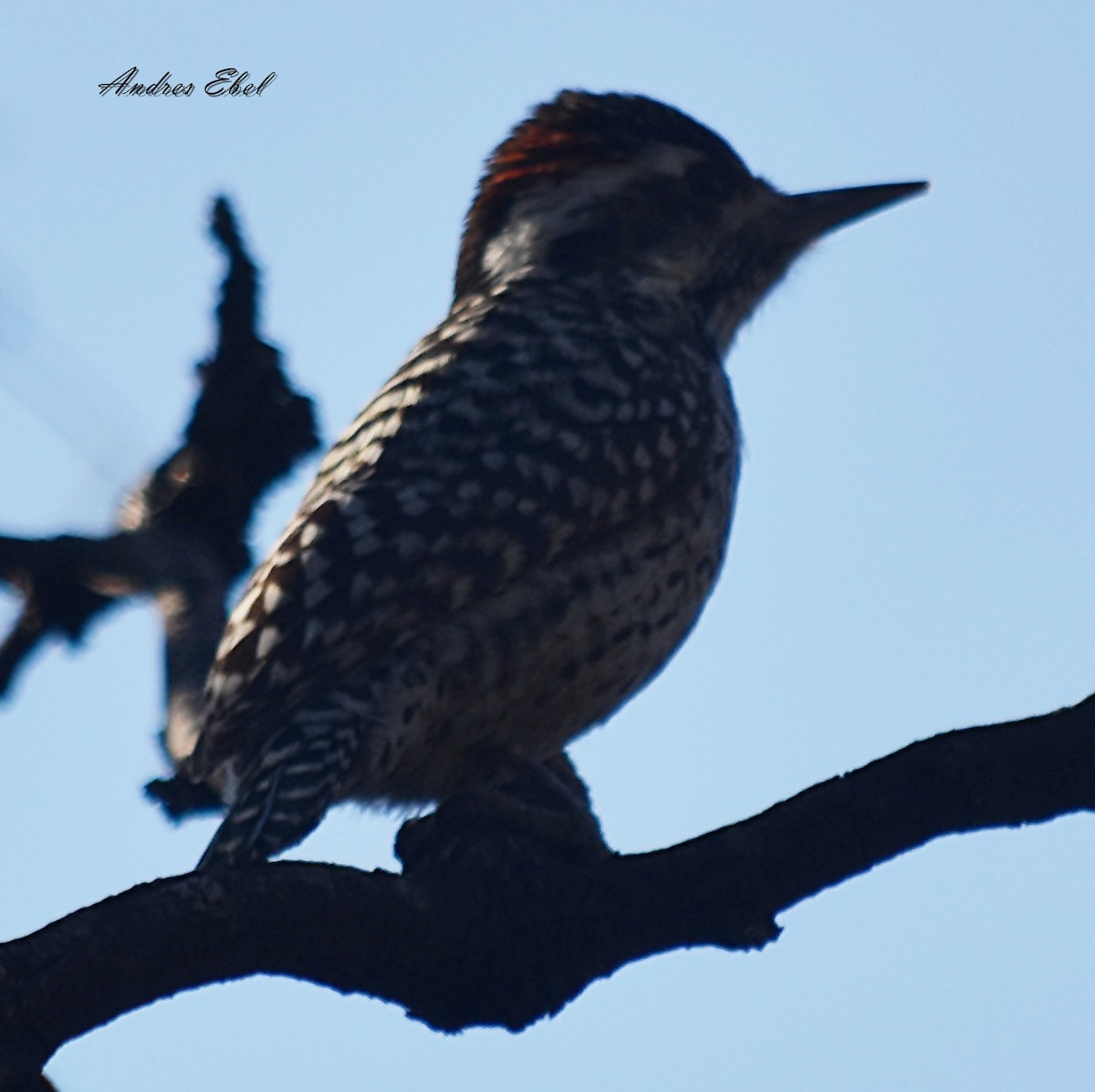 Checkered Woodpecker - ML118839471