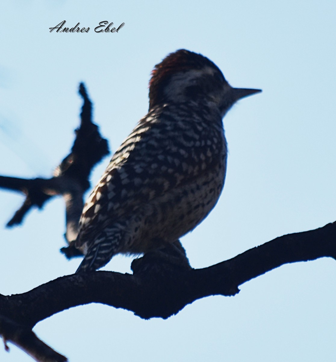 Checkered Woodpecker - andres ebel