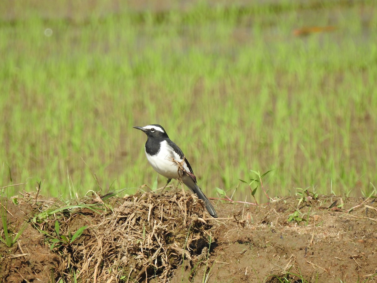 White-browed Wagtail - ML118839511