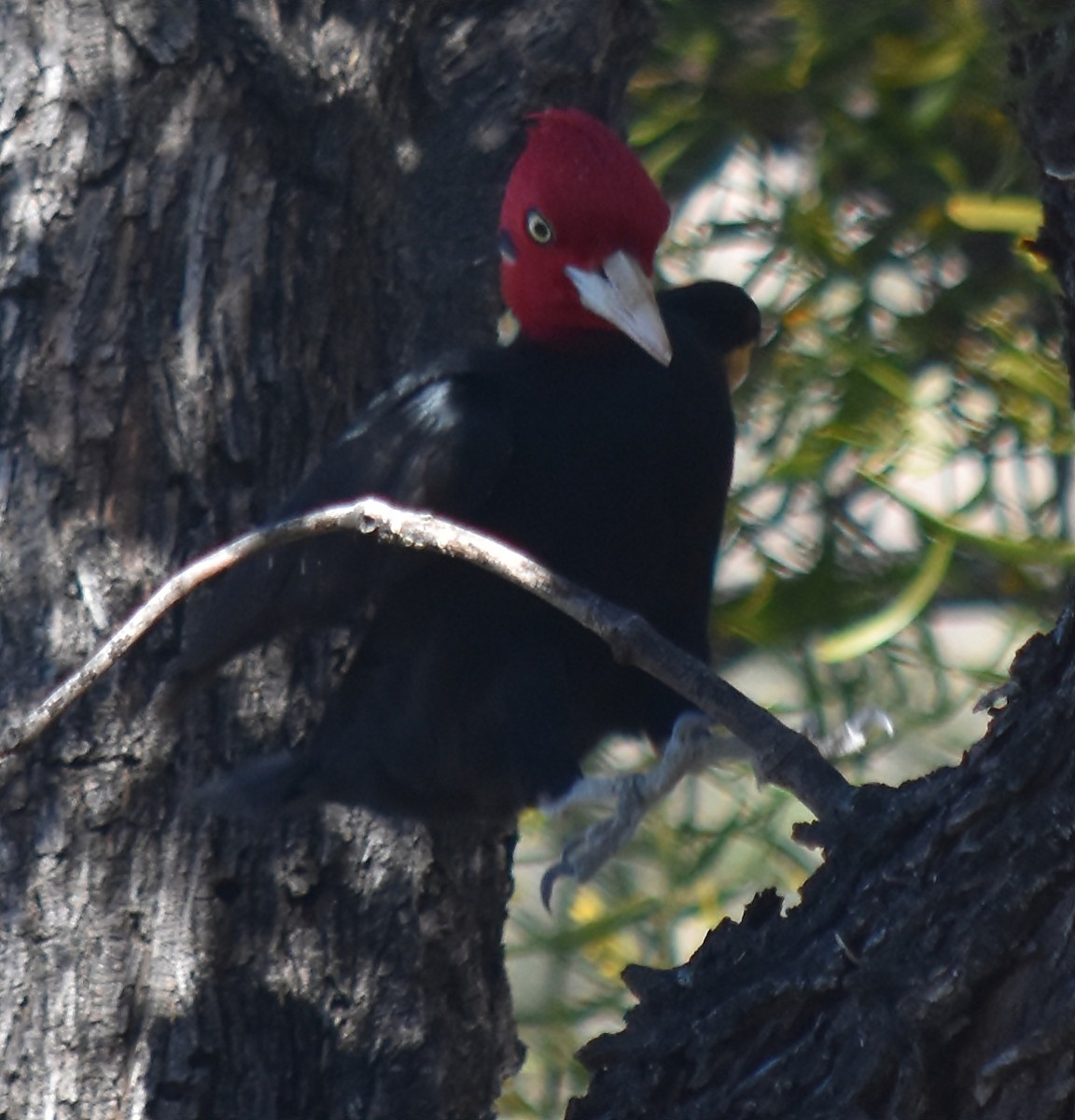 Cream-backed Woodpecker - andres ebel