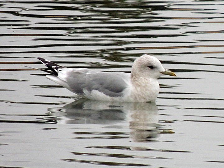 Short-billed Gull - ML118842411