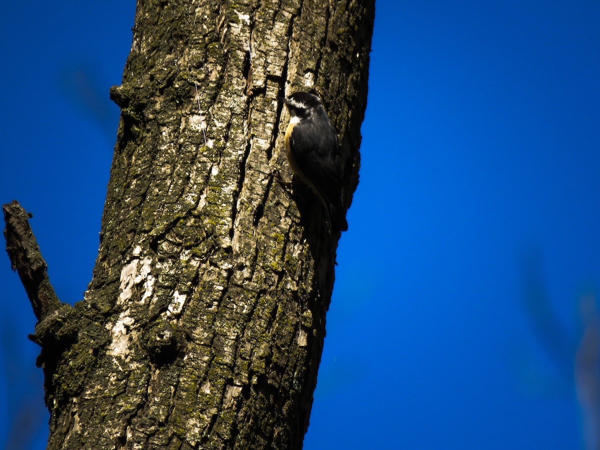 Red-breasted Nuthatch - ML118842751