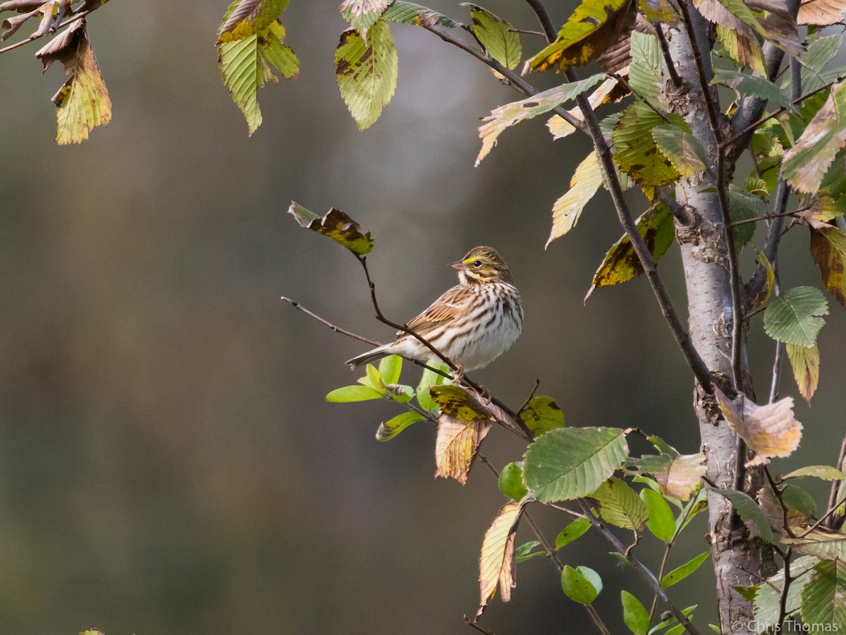 Savannah Sparrow - ML118844431