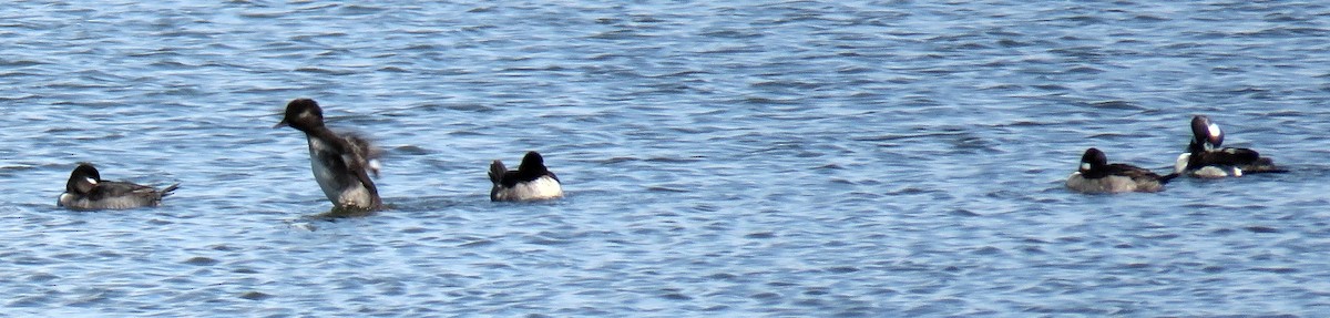 Bufflehead - Catherine Hagen