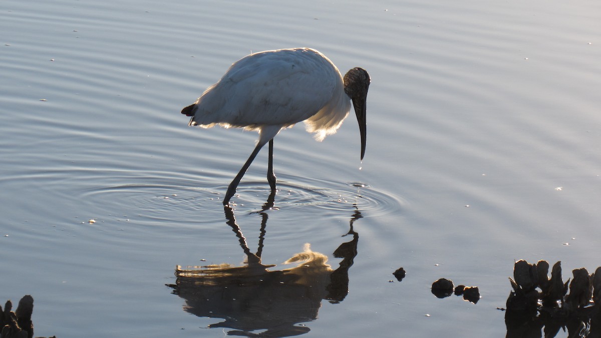 Wood Stork - ML118848701