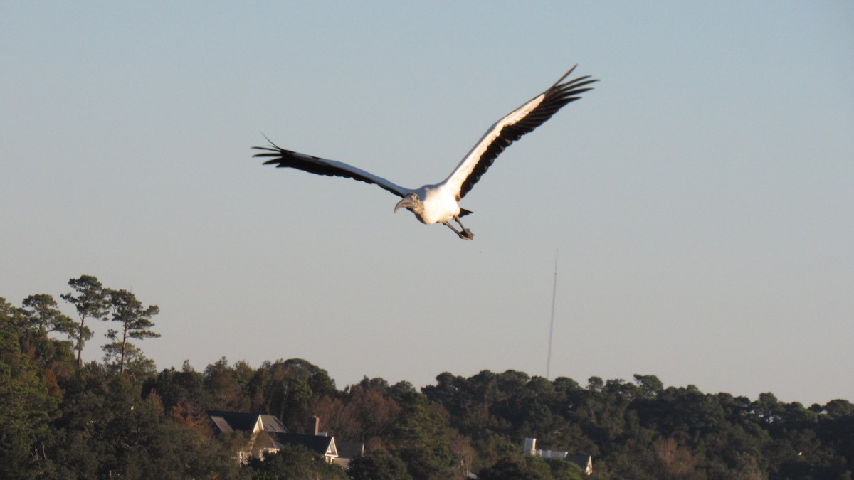 Wood Stork - ML118848771