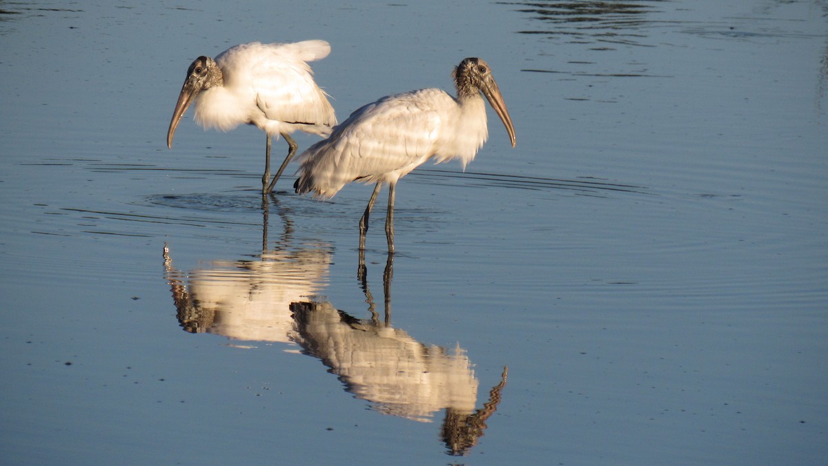 Wood Stork - ML118848781