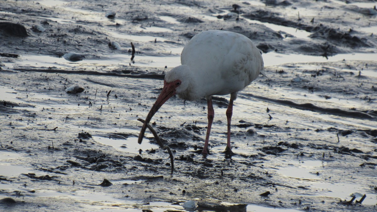 ibis bílý - ML118849011