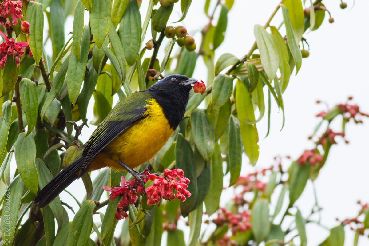 Black-chested Mountain Tanager - ML118849401