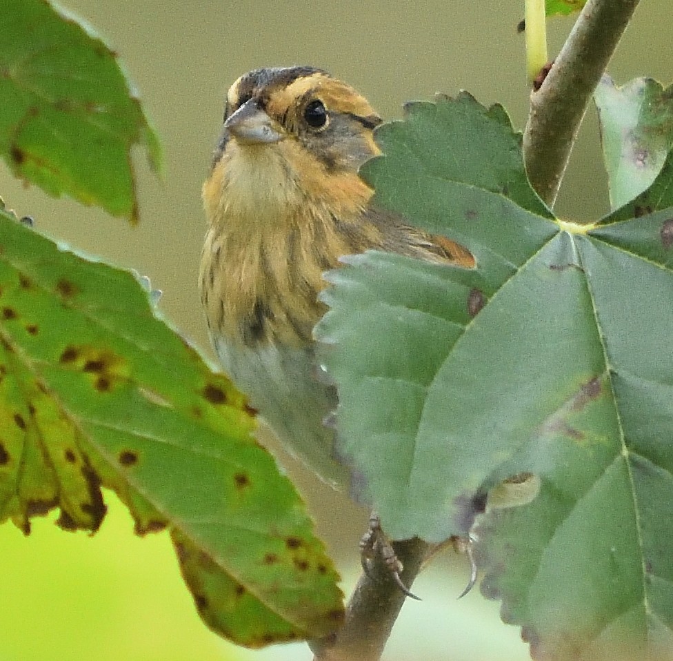 Nelson's Sparrow - Eric Bodker