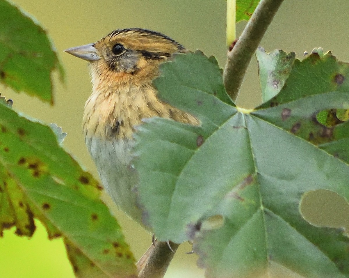 Nelson's Sparrow - Eric Bodker