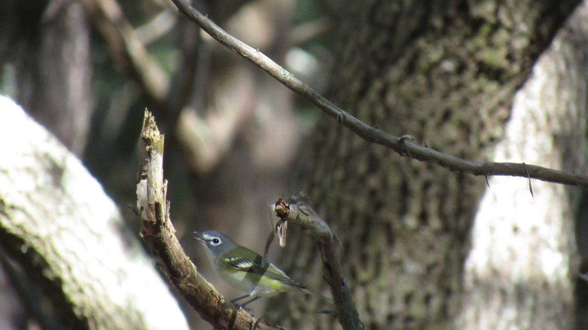 Blue-headed Vireo - ML118849541