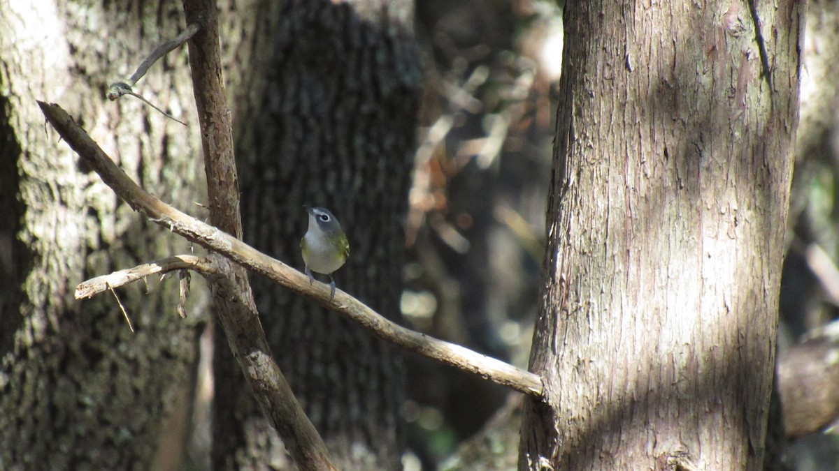 Blue-headed Vireo - ML118849551