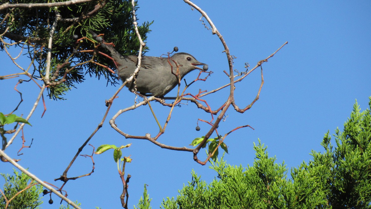 Gray Catbird - ML118849731