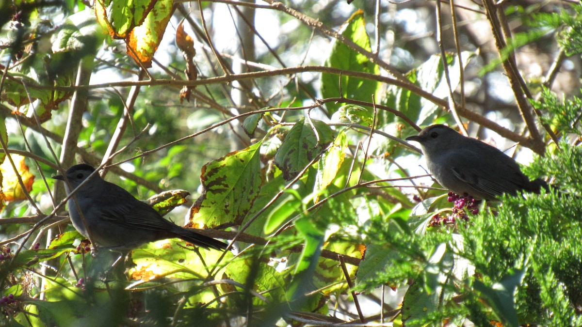 Gray Catbird - ML118849741