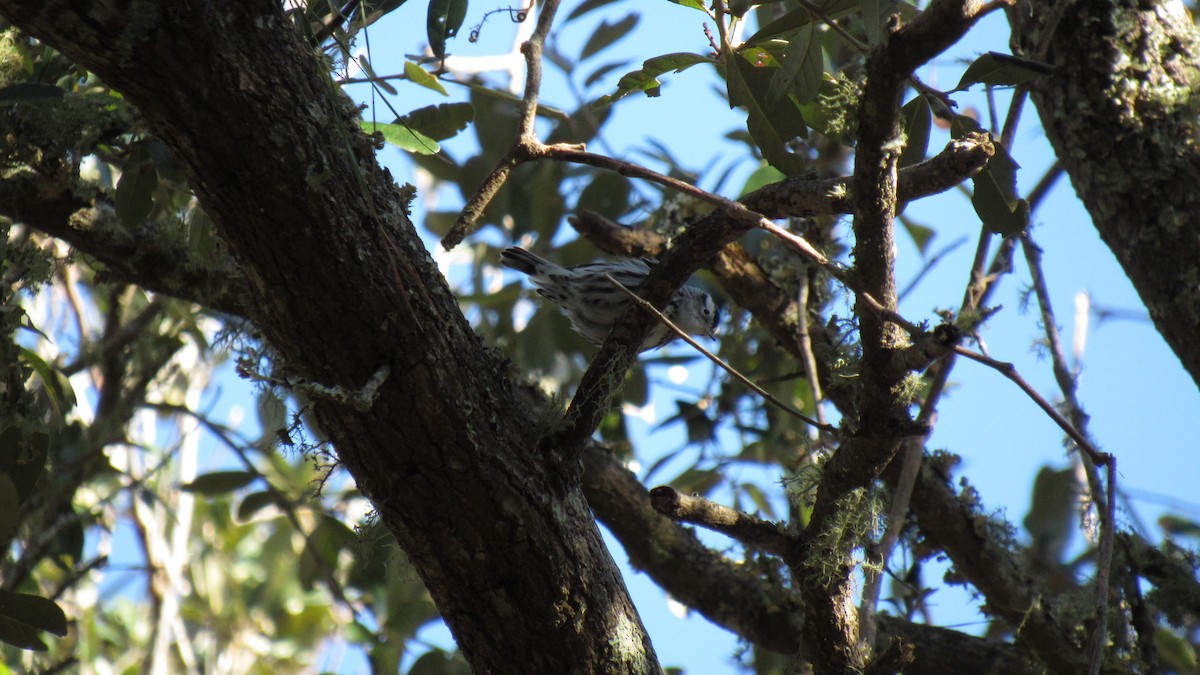 Black-and-white Warbler - ML118850031
