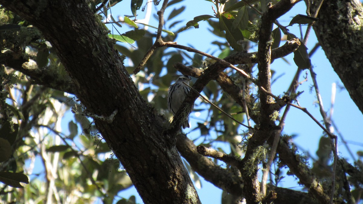 Black-and-white Warbler - ML118850041