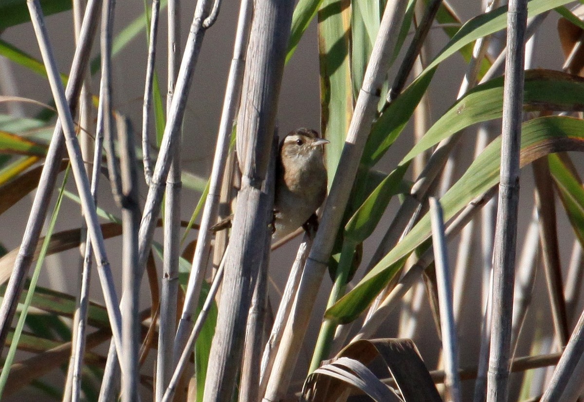 Marsh Wren - ML118850181