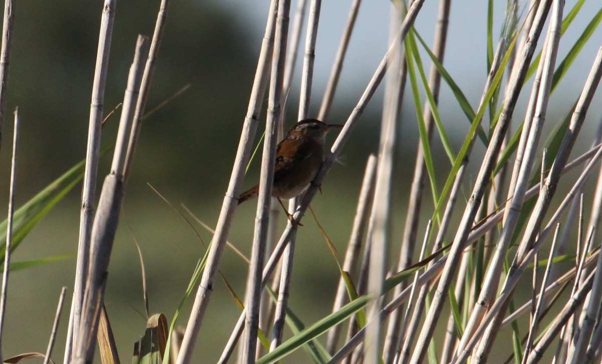 Marsh Wren - ML118850231