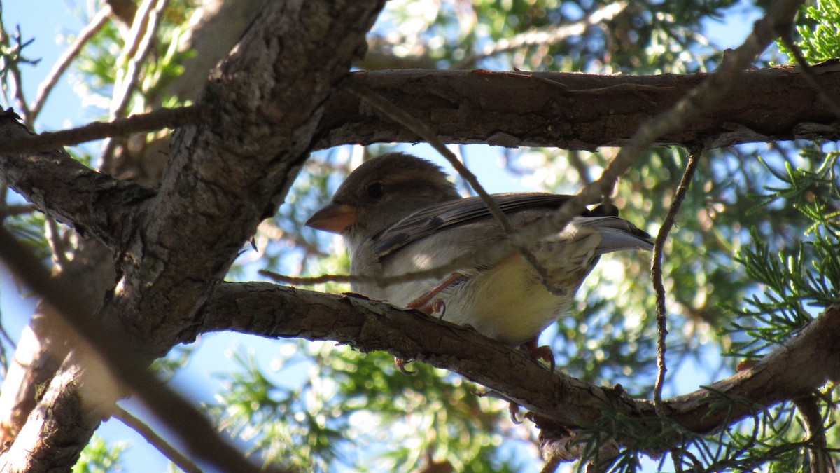 House Sparrow - ML118850451
