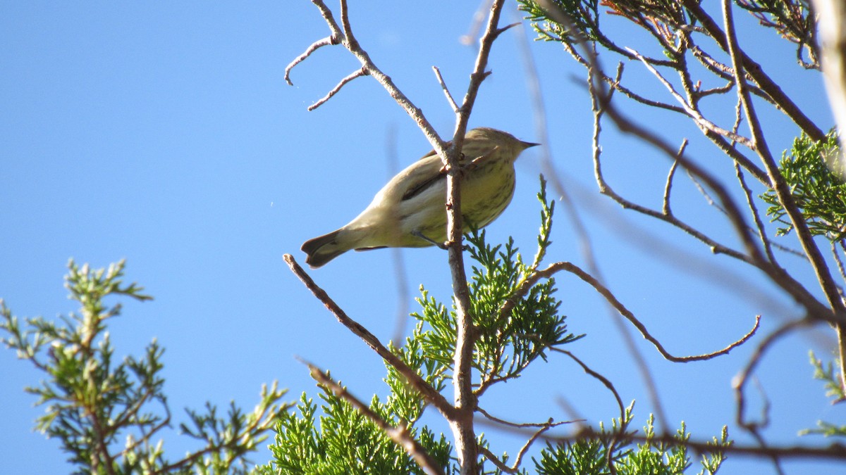 Palmenwaldsänger - ML118850941