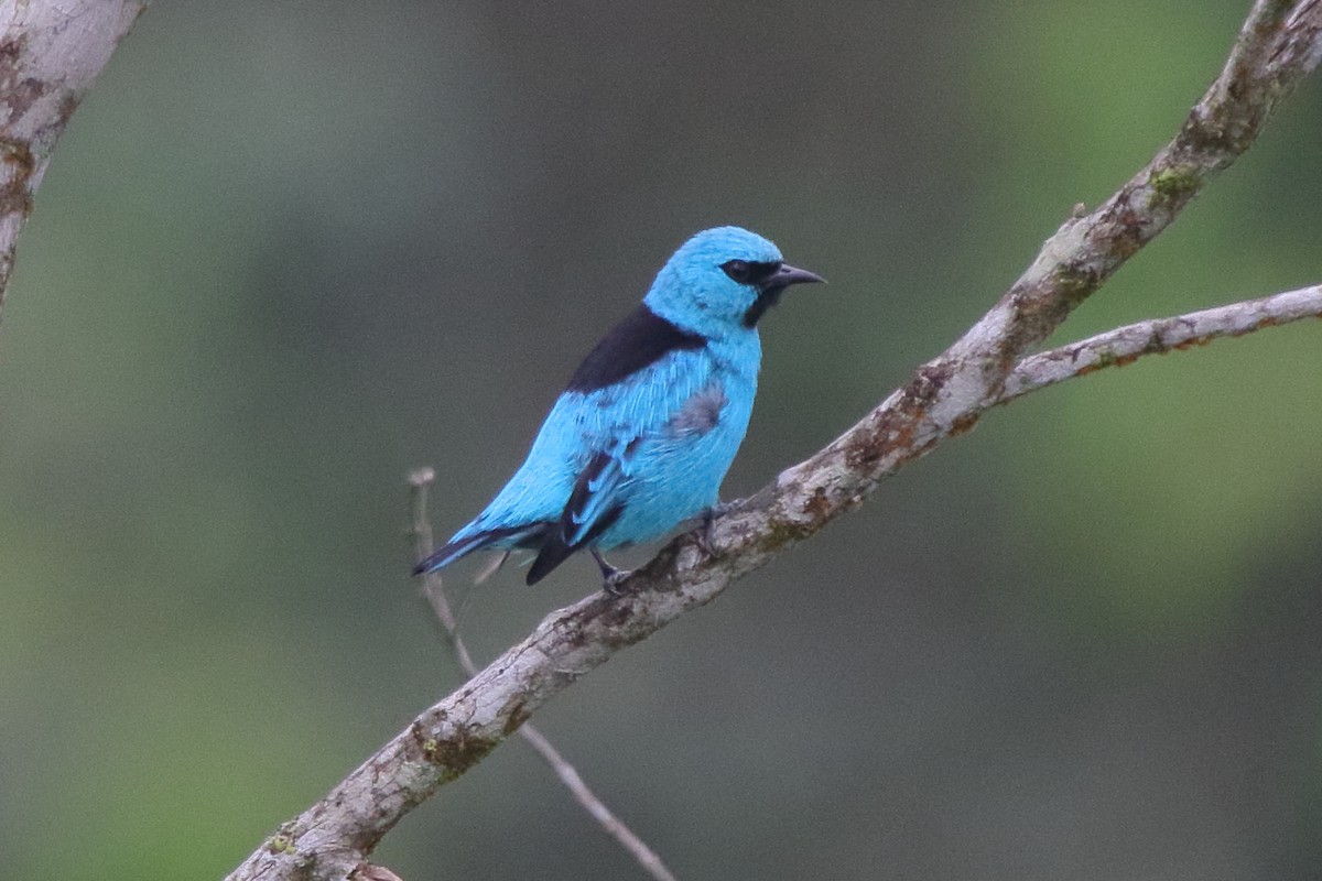 Dacnis Patinegro - ML118851761