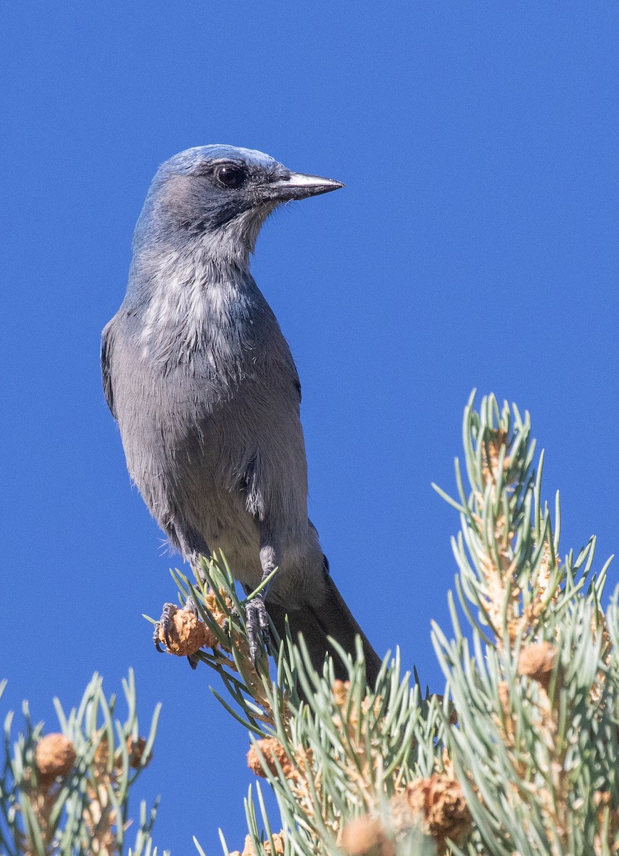 Woodhouse's Scrub-Jay - ML118852671