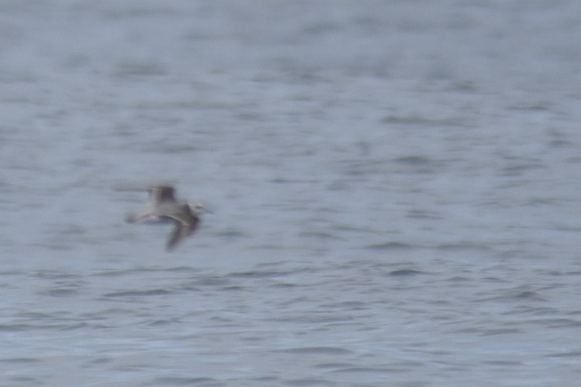 Red Phalarope - ML118853461