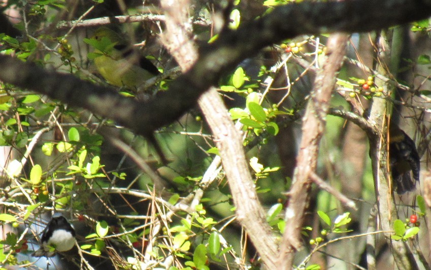 Scarlet Tanager - ML118854321