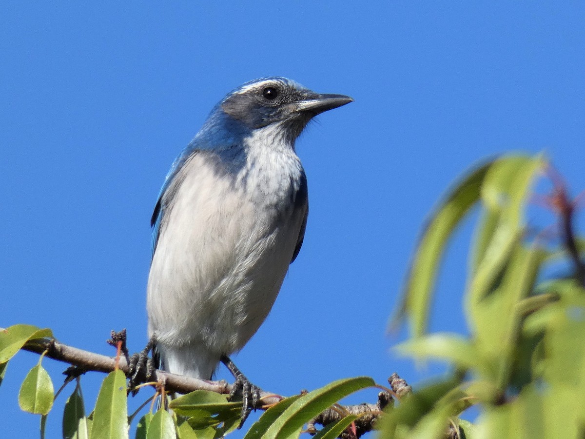 California Scrub-Jay - ML118856261