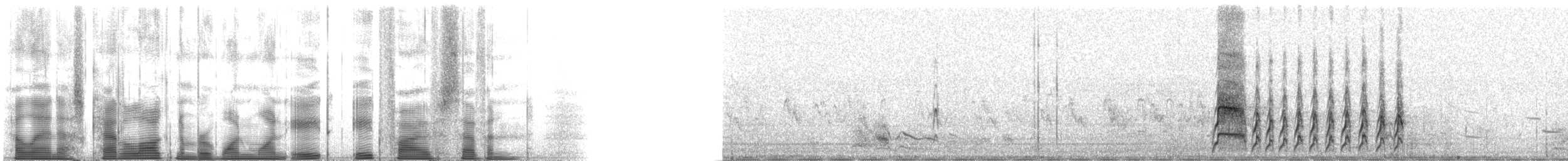 Chevêche des terriers (hypugaea/rostrata) - ML118857