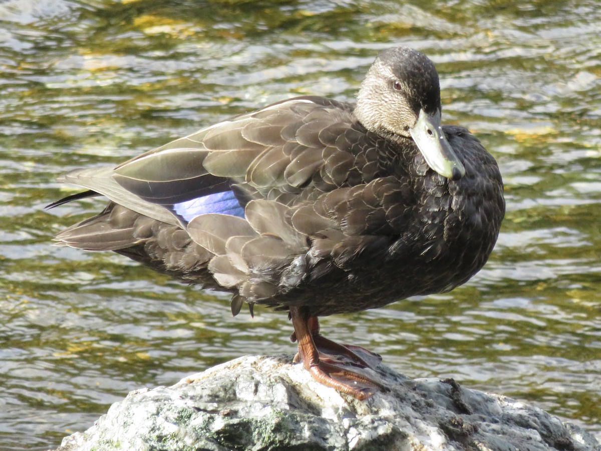 American Black Duck - ML118857551