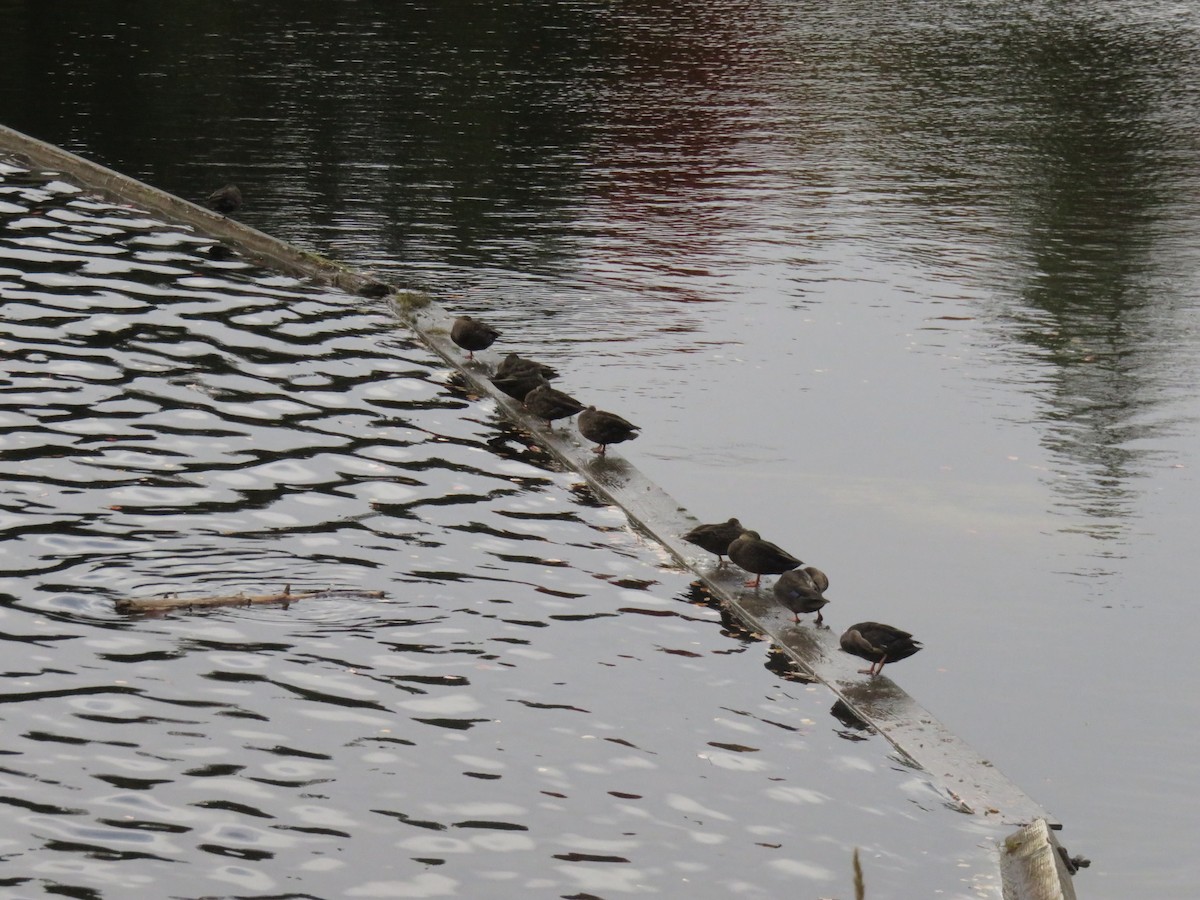 American Black Duck - ML118857611