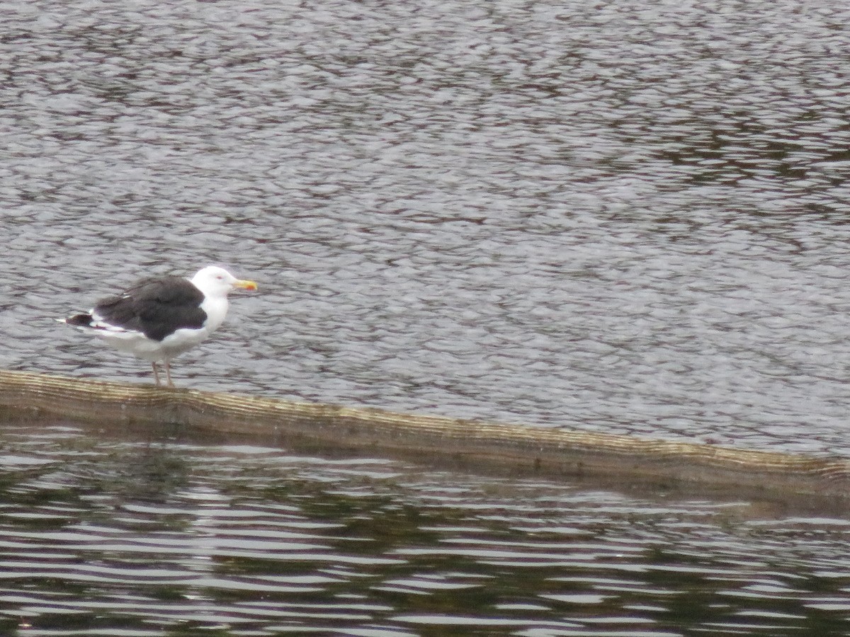 Great Black-backed Gull - David Forbes