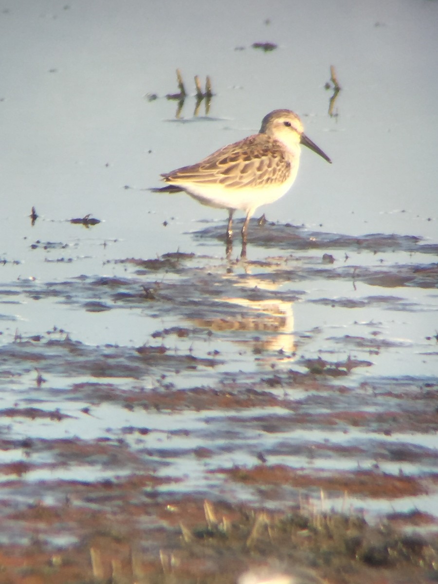 Western Sandpiper - ML118857941