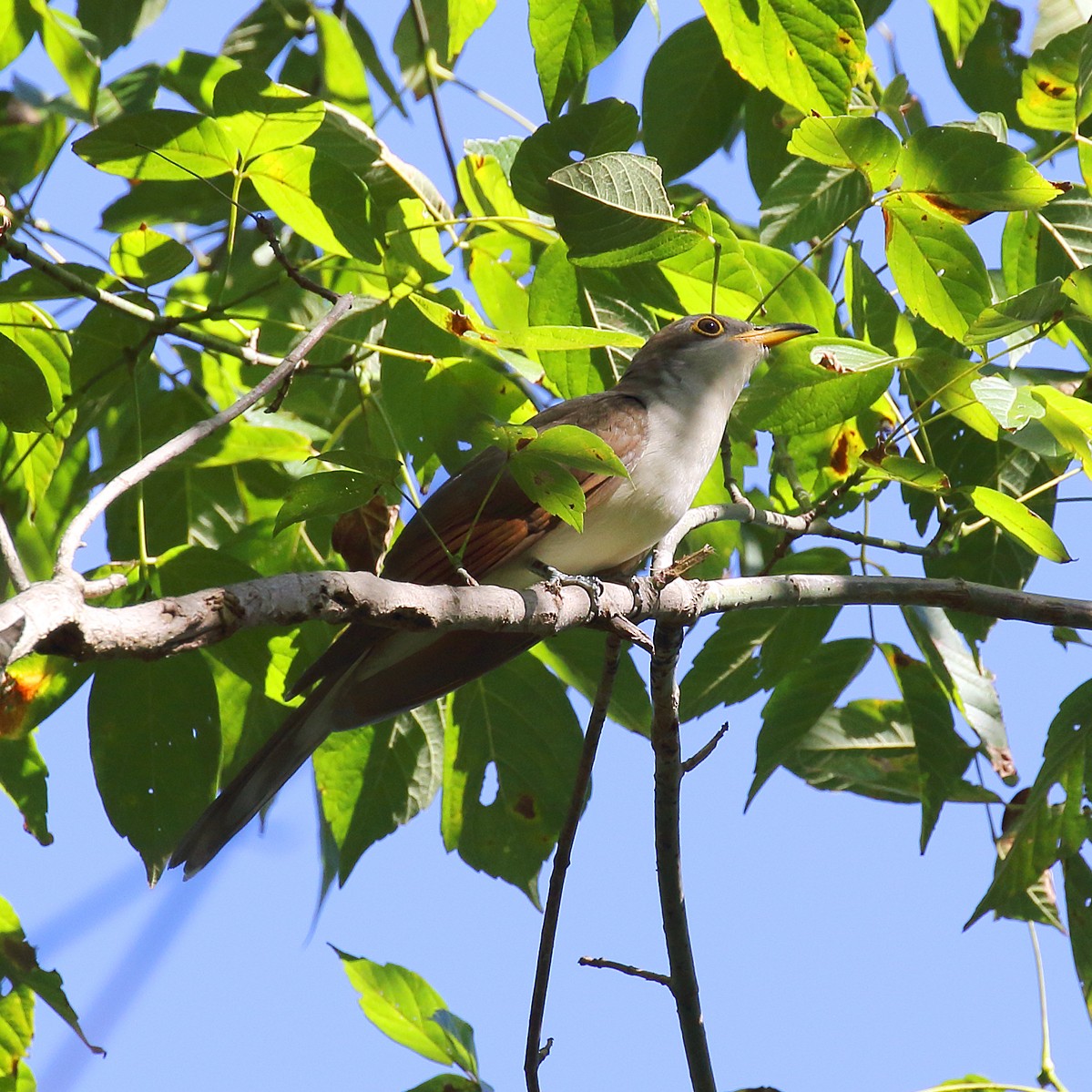 Yellow-billed Cuckoo - ML118858871