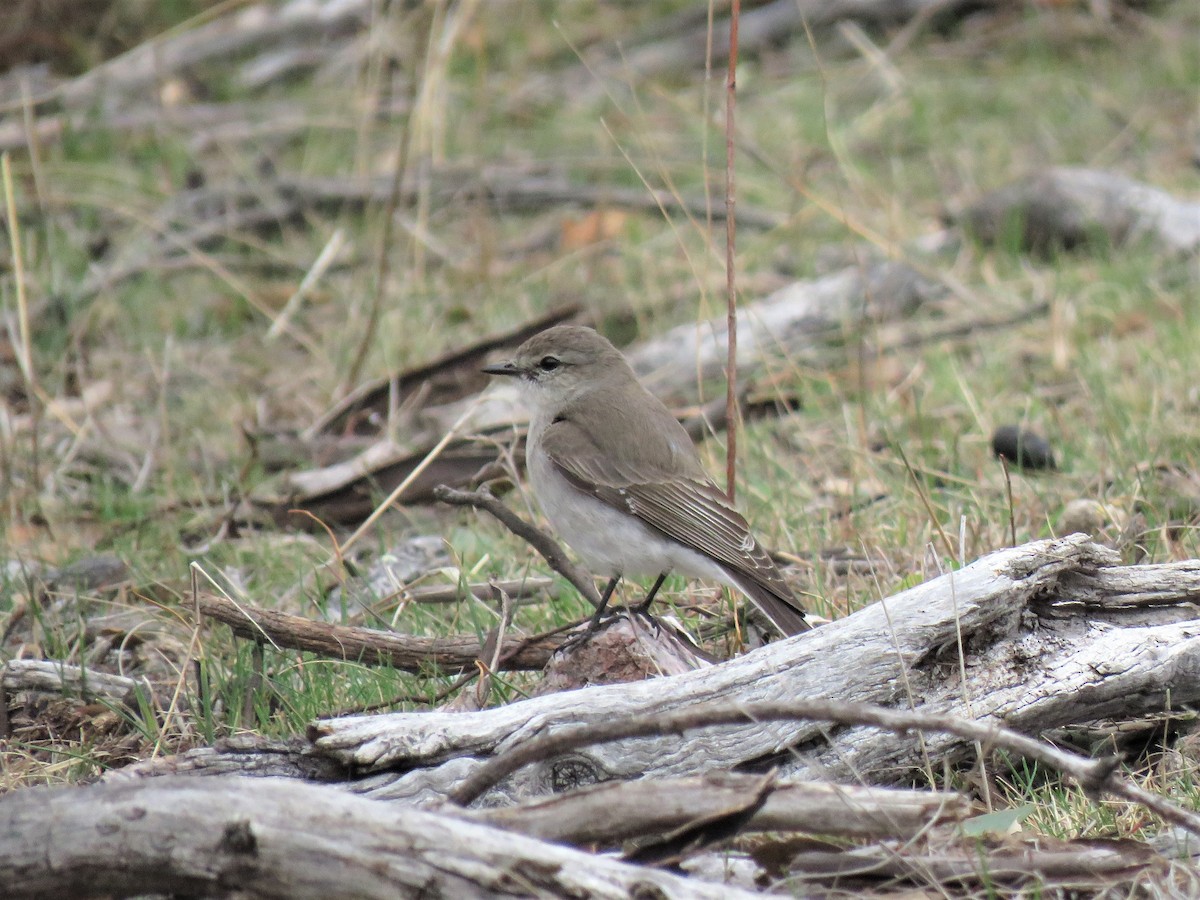 Jacky-winter - ML118859201