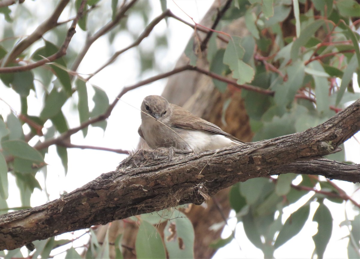 Jacky-winter - ML118859231