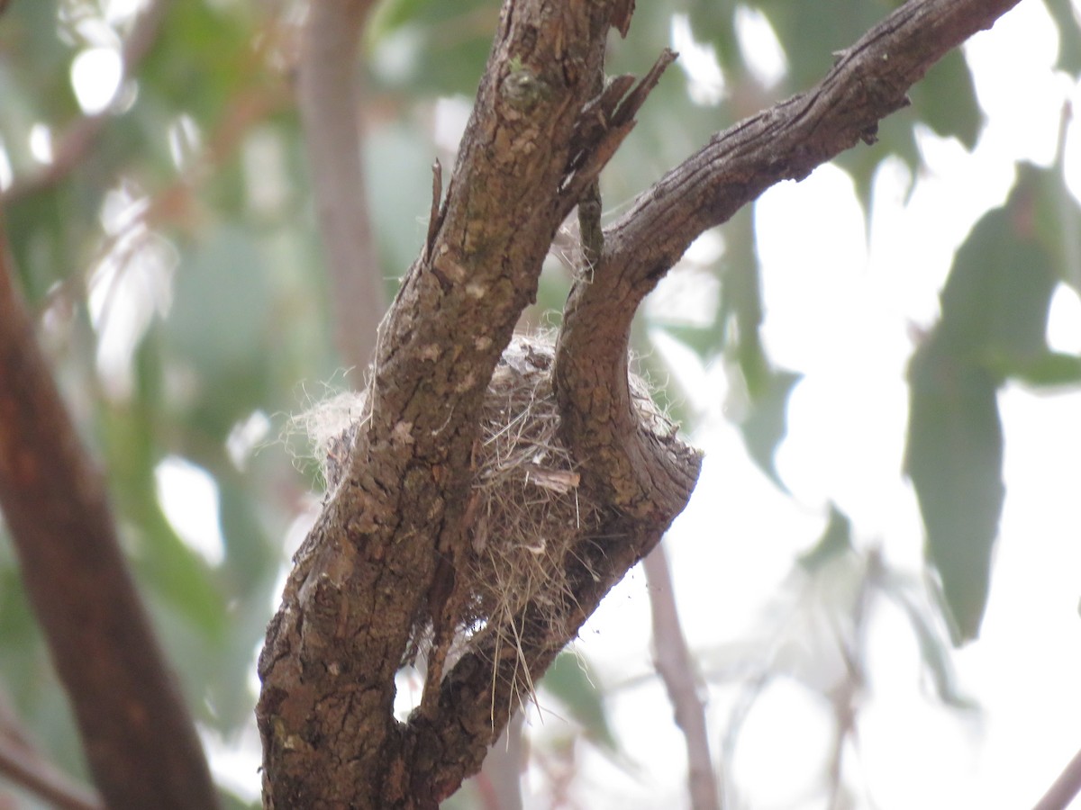 Jacky-winter - ML118859501