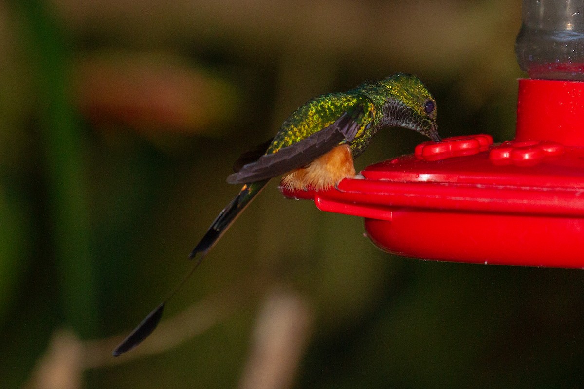 Peruvian Racket-tail - Will Chatfield-Taylor