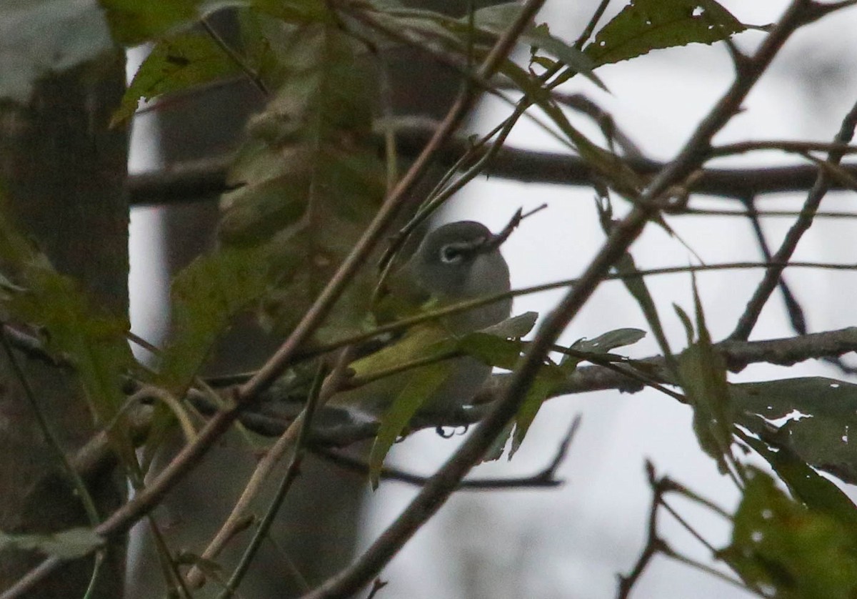 Blue-headed Vireo - ML118860521