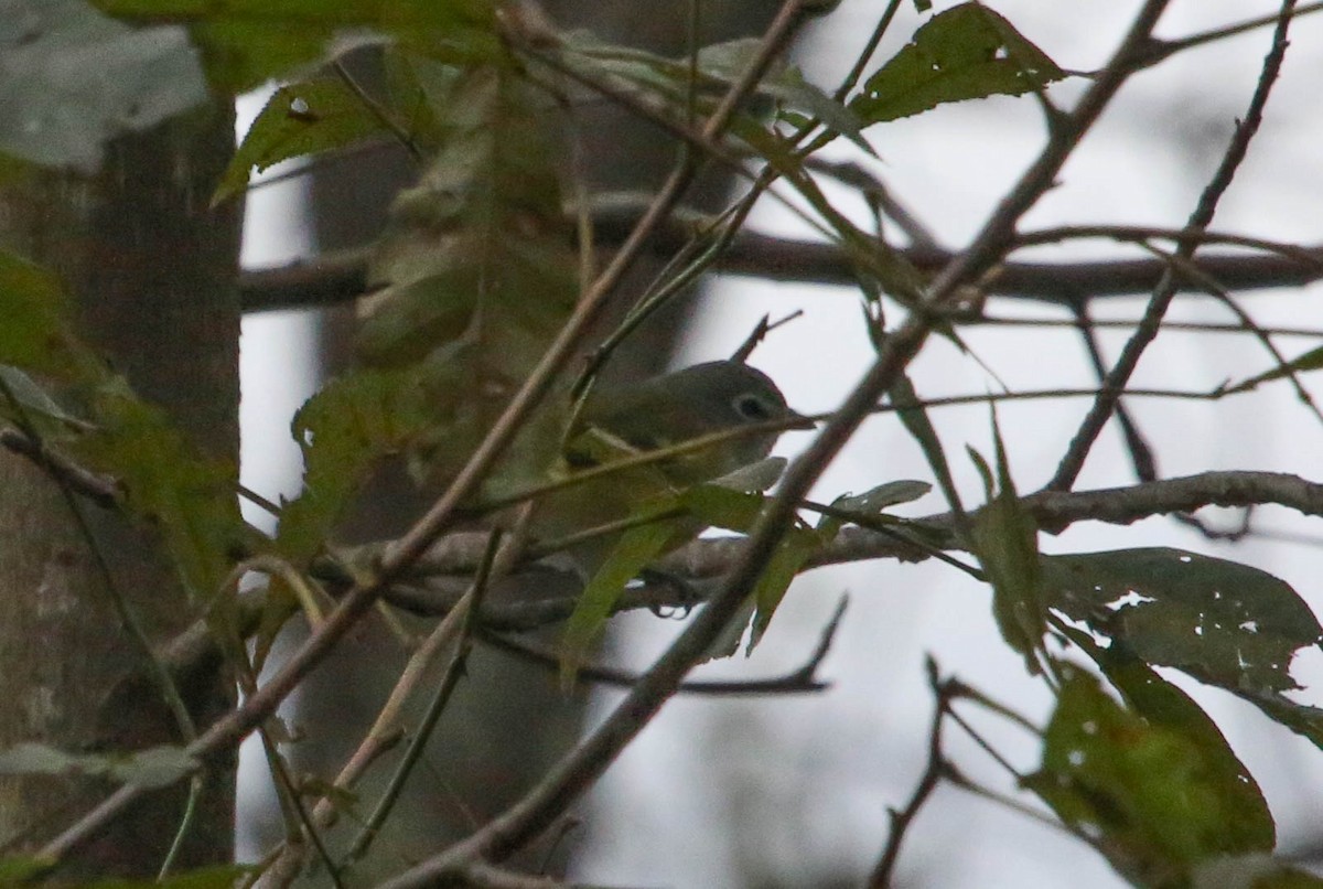 Blue-headed Vireo - ML118860531