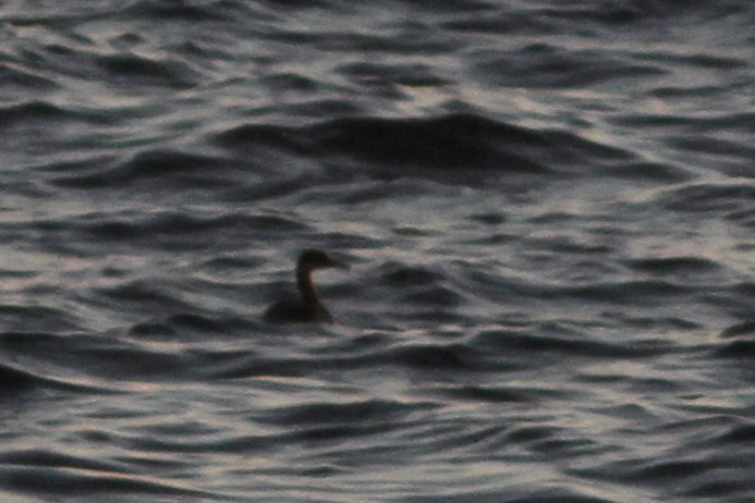 Red-necked Grebe - ML118860621